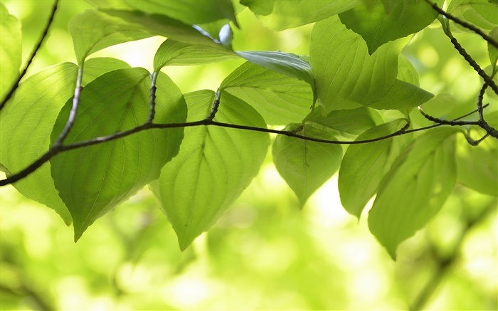 Grüne Blätter, Zweige, Natur Landschaft, Bokeh Hintergrundbilder Bilder