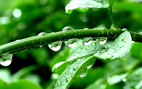 Grüne Pflanzen, nach dem regen, Wassertropfen HD Hintergrundbilder