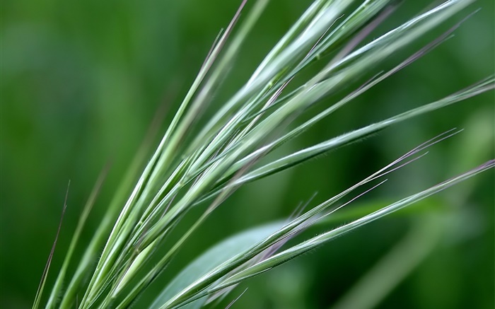Grüne Weizen close-up Hintergrundbilder Bilder