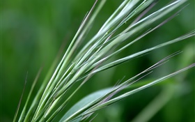 Grüne Weizen close-up HD Hintergrundbilder