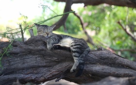 Grau Kätzchen auf dem Baum schläft HD Hintergrundbilder