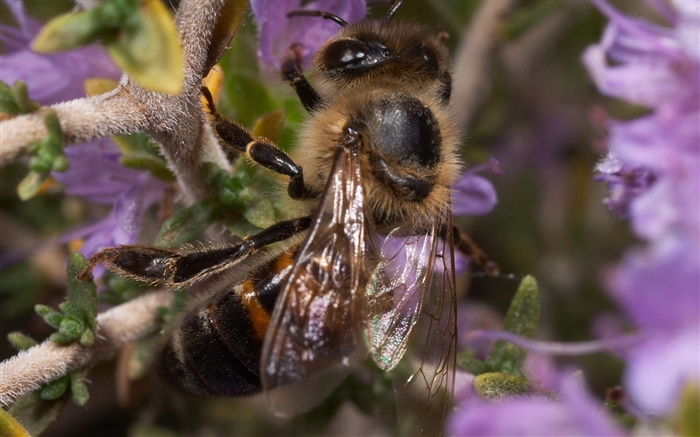 Insekt, Biene Hintergrundbilder Bilder