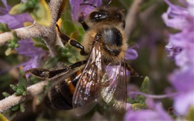 Insekt, Biene HD Hintergrundbilder
