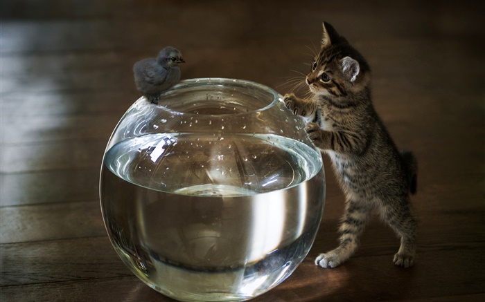Kitten wollen Aquarienwasser  berühren Hintergrundbilder Bilder