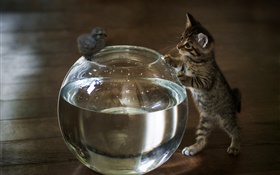 Kitten wollen Aquarienwasser  berühren HD Hintergrundbilder