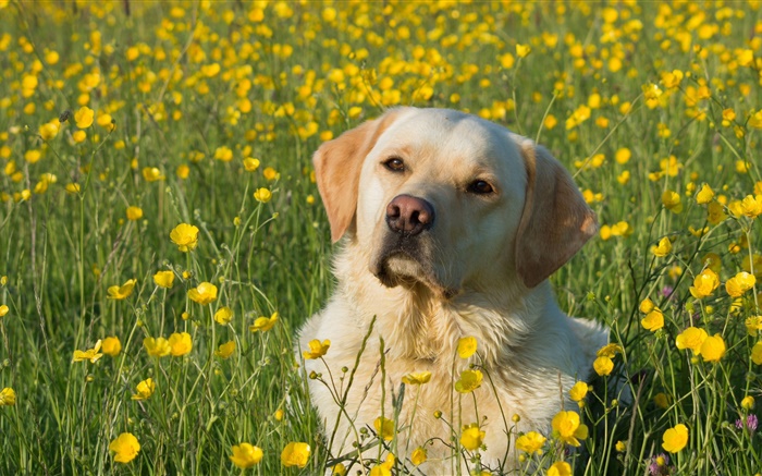 Labrador Retriever, Hund in den Blumen Hintergrundbilder Bilder