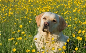 Labrador Retriever, Hund in den Blumen HD Hintergrundbilder