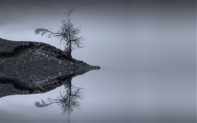 See, Baum, Wasser Reflexion, monochrom, Schottland