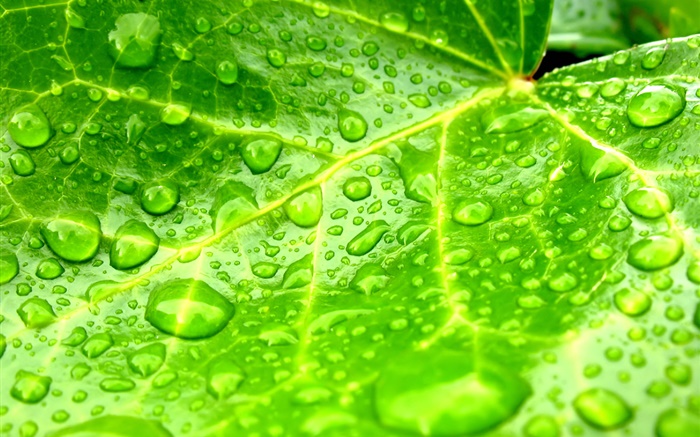 Leaf close-up, Grün, Wassertropfen Hintergrundbilder Bilder