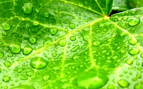 Leaf close-up, Grün, Wassertropfen HD Hintergrundbilder