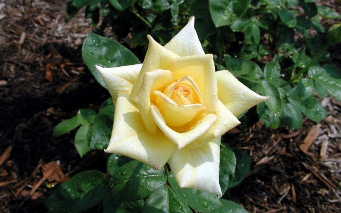 Helle gelbe Rose Blume, Tau Hintergrundbilder Bilder