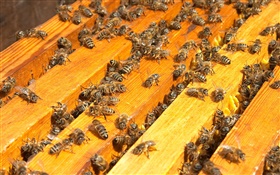 Viele Bienen, Bienenstock HD Hintergrundbilder