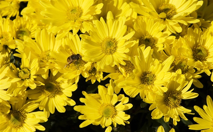 Viele gelbe Gänseblümchen, Biene, Insekt Hintergrundbilder Bilder