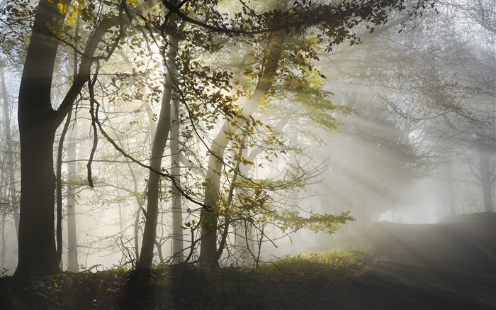 Morgen, Nebel, Bäume, Sonnenstrahlen , Herbst Hintergrundbilder Bilder