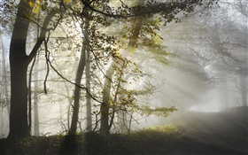 Morgen, Nebel, Bäume, Sonnenstrahlen , Herbst