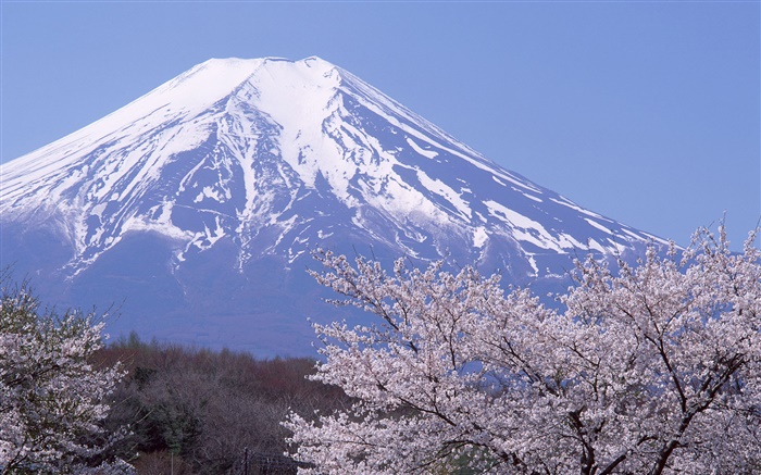 Mount Fuji, Japan, Frühling, Kirsche Blumen Blüten Hintergrundbilder Bilder