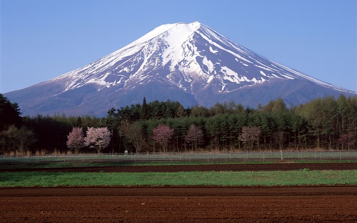 Mount Fuji, Japan, Bäume, Bauernhof-Feld Hintergrundbilder Bilder