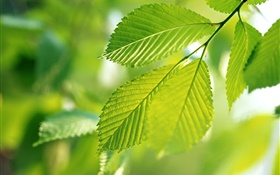 Natur, grüne Blätter, Bokeh HD Hintergrundbilder