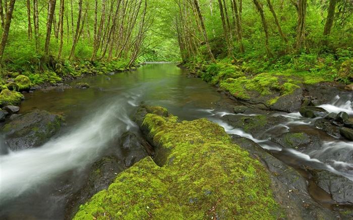 Nestucca River, Oregon, USA, Moos, Bäume, grün Hintergrundbilder Bilder