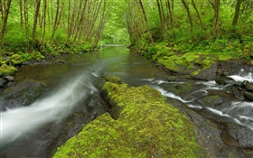 Nestucca River, Oregon, USA, Moos, Bäume, grün HD Hintergrundbilder