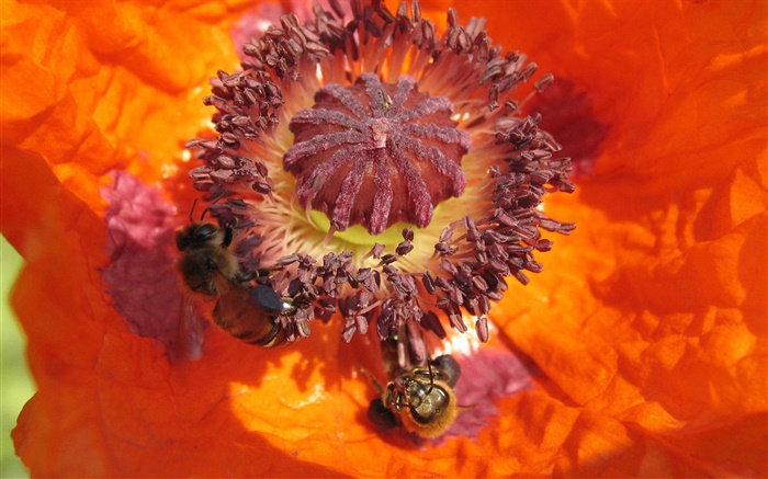 Orange Blume, Stempel, Biene Hintergrundbilder Bilder