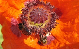 Orange Blume, Stempel, Biene HD Hintergrundbilder