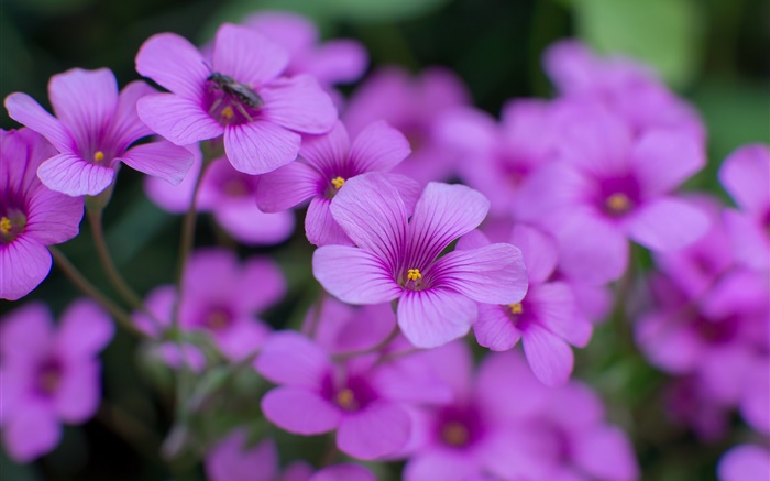 Oxalis, lila Blumen, Blüten, Makro-Fotografie Hintergrundbilder Bilder