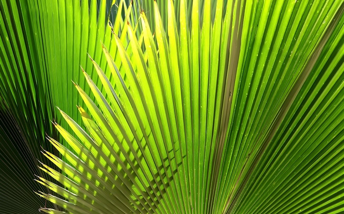 Palm, fächerförmige  Blätter Hintergrundbilder Bilder