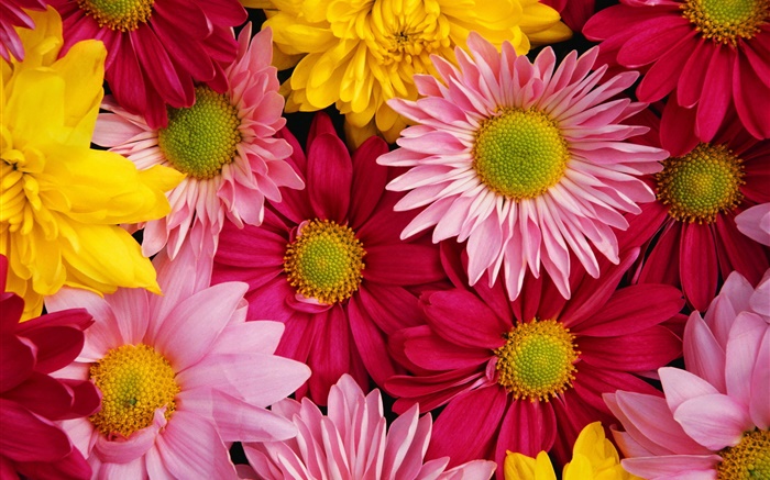 Rosa Chrysanthemen, bunt Hintergrundbilder Bilder