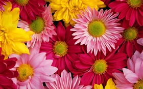 Rosa Chrysanthemen, bunt HD Hintergrundbilder