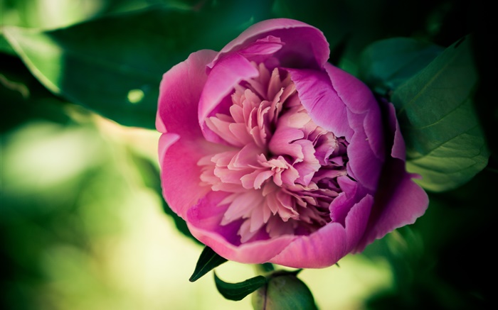 Rosa Pfingstrose  Blume Nahaufnahme Hintergrundbilder Bilder