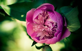 Rosa Pfingstrose  Blume Nahaufnahme HD Hintergrundbilder