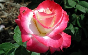 Rosa Rosenblätter , Blume close-up, Tau HD Hintergrundbilder