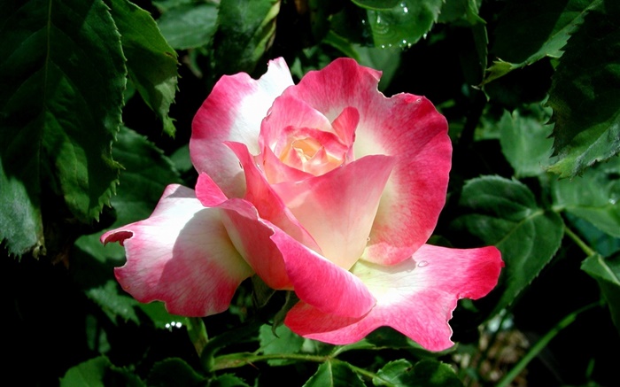 Rosa Rosenblüten  Blume close-up, Wassertropfen Hintergrundbilder Bilder