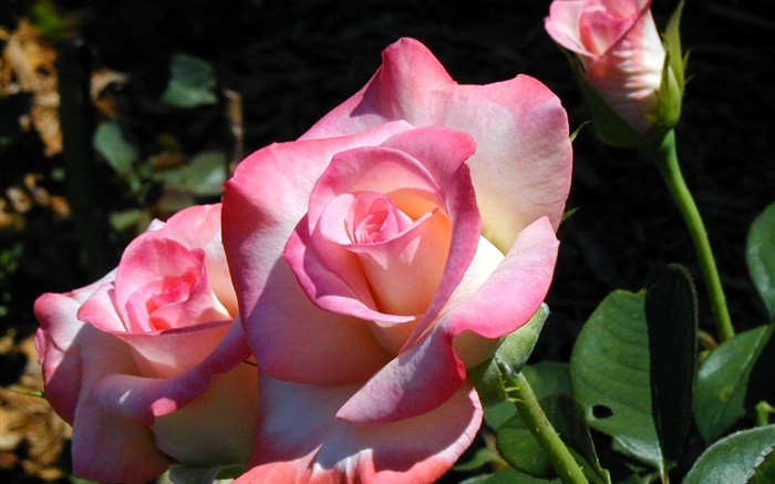 Rosa Rosenblätter , Blumen, Frühling Hintergrundbilder Bilder