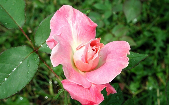 Rosa Rose nach regen Hintergrundbilder Bilder