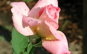 Rosa Rose Blume Nahaufnahme, Tau