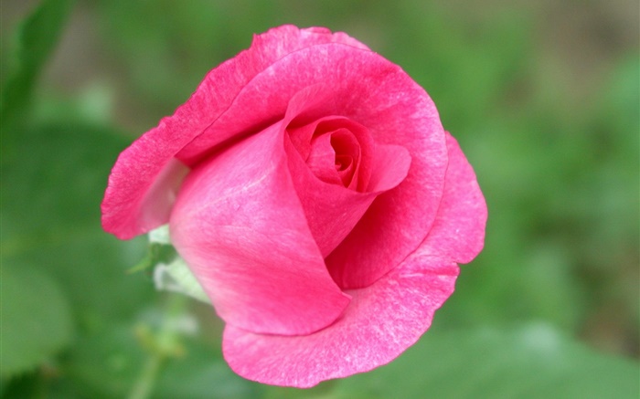 Rosa Rose Blume close-up, grünen Hintergrund Hintergrundbilder Bilder