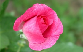 Rosa Rose Blume close-up, grünen Hintergrund HD Hintergrundbilder