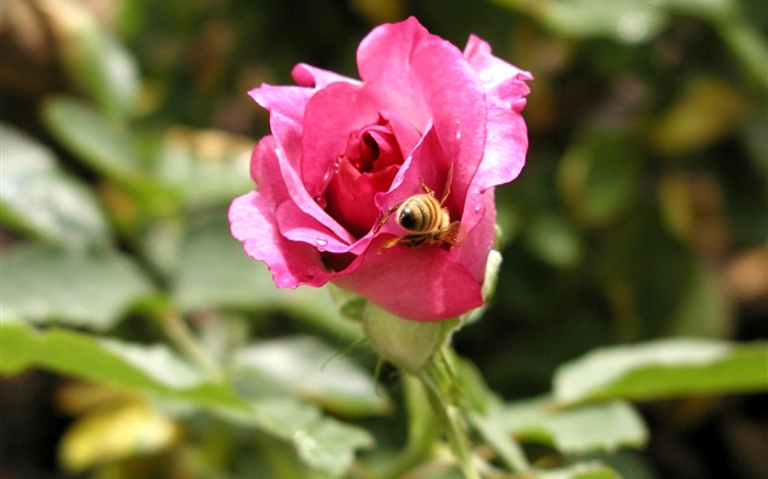 Rosa Rose Blume, Tau, Biene Hintergrundbilder Bilder