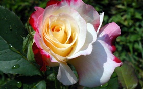 Rosa, Gelb, Weiß, Rosenblätter , Tau HD Hintergrundbilder