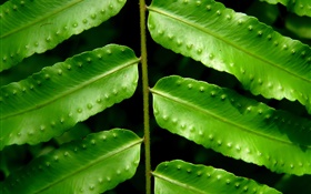 Pflanzen grüne Blätter close-up