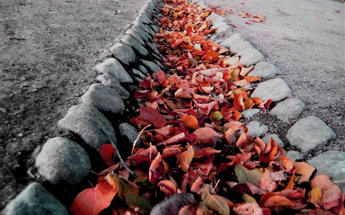 Rote Blätter, Boden, Herbst Hintergrundbilder Bilder