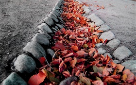 Rote Blätter, Boden, Herbst