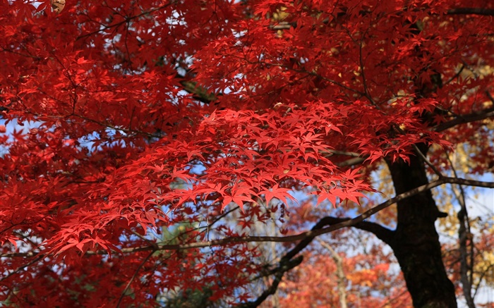Rote Blätter, Ahornbaum , schönen Herbst Hintergrundbilder Bilder