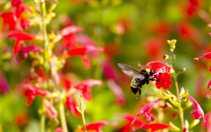 Rote kleine Blumen, Insekt Biene Hintergrundbilder Bilder