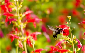 Rote kleine Blumen, Insekt Biene HD Hintergrundbilder
