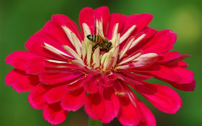 Rote Blütenblätter  Blume, Biene, grünen Hintergrund Hintergrundbilder Bilder