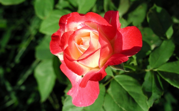 Rote Rose Blume close-up, Blätter Hintergrundbilder Bilder