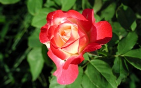 Rote Rose Blume close-up, Blätter HD Hintergrundbilder